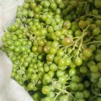 انگور کال یا همون کورک