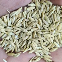 جو دیم و جو آبی چاق