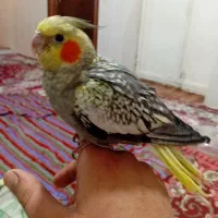 جوجه عروس هلندی|پرنده|ارومیه, |دیوار