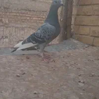 پلاکی|پرنده|بهبهان, |دیوار