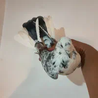 ۳تا کفتر پرشی