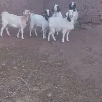 بز جوان ابستن