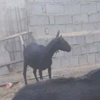 بز مورسیاه وارداتی|حیوانات مزرعه|ایرانشهر, |دیوار