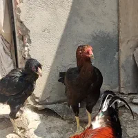 مرغ لاری ویک خروس لاری