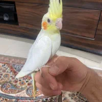 عروس هلندی وکوتوله بریزیلی|پرنده|گلبهار, شهر جدید گلبهار|دیوار