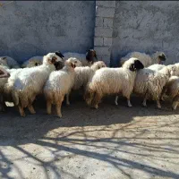 گوشت گوسفند جوان با قیمت بسیار مناسب