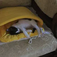 واگذاری دو عدد گربه