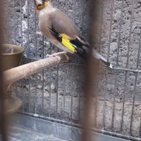 سهره نشون دار