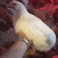 جوجه گلپایگان زنده و کشته