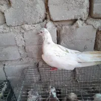 کفتر جملعی|پرنده|قشم, |دیوار