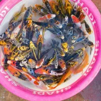 ماهی قرمز|ماهی|کومله, |دیوار