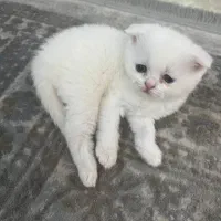 گربه اسکاتیش