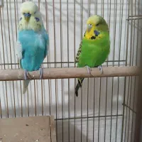 مرغ عشق انگلیسی