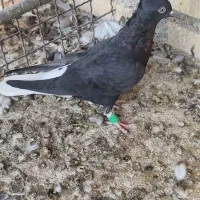 دم سفیده ماده