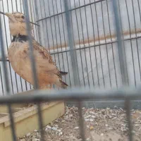 سهره خاکی بخون