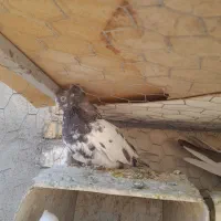 فروش کبوتر کله سرخ وسینه سیاه وپلاکی