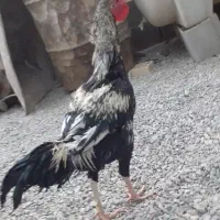 خروس دو رگه لاری اصیل بلند دانگ