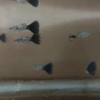 گوپی خاص|ماهی|تهران, اوقاف|دیوار