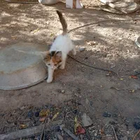 بچه گربه رایگان