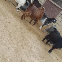 بز‌نر‌‌‌‌‌شیرکان|حیوانات مزرعه|همدان, |دیوار