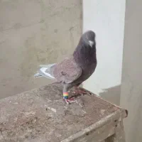 کبوتر|پرنده|بروجرد, |دیوار