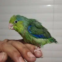 جوجه جفت پروتلت|پرنده|ری, شهادت|دیوار