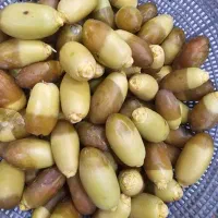 رطب سعمران