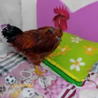 خروس