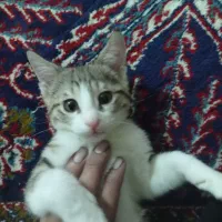 گربه خونگی خوشگل رایگان|گربه|گرگان, |دیوار