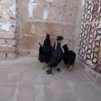 مرغ تخم ده|حیوانات مزرعه|کاشان, پشت شهربانی|دیوار