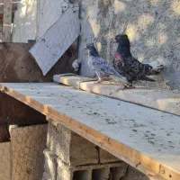 کفتر دمسفید کوهی