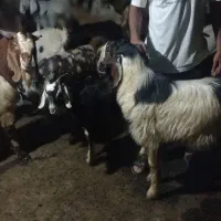 نربز