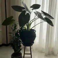 گل بابا آدم|گل و گیاه طبیعی|شاهین‌شهر, عطار|دیوار