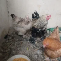 مرغ و خروس برهما پاتریچ