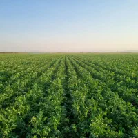 زمین کشاورزی|اجارهٔ دفتر صنعتی، کشاورزی، تجاری|کبودرآهنگ, |دیوار