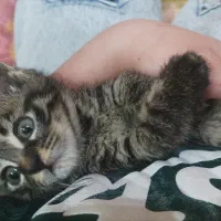 واگذار گربه فروشی