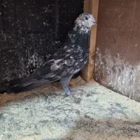 کبوتر همه چیز تموم .