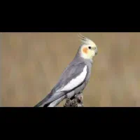 گمشده
