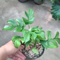 فروش گل و گیاه با بهترین کیفیت و قیمت مناسب|گل و گیاه طبیعی|مشهد, چهارچشمه|دیوار