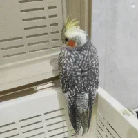 بچه عروس هلندی
