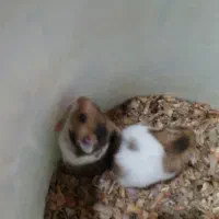 موش همسترنر ماده|موش و خرگوش|کرمان, |دیوار