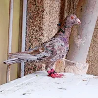 کفتر یک سرور قزوینی شکلاتی زیر گل
