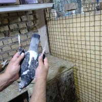 کبوترجان اردن نردرجه یک|پرنده|اهواز, کوی مندلی(سه راه خرمشهر)|دیوار