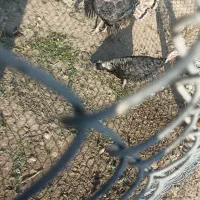 بوقلمون|حیوانات مزرعه|کوه چنار, |دیوار