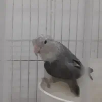 یک جفت کوتوله برزیلی آلبینو