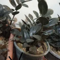 زاموفیلیابلک|گل و گیاه طبیعی|گلپایگان, |دیوار