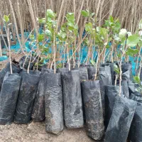 نهال گرمسیری پسته پیوندی عناب زغال اخته