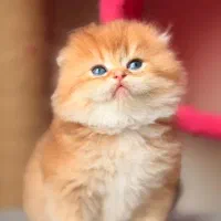 ملوس‌ترین گربه‌هارا از میوهاپ بخواهید