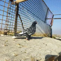 دم سفید، سینه سبز، سوسکی