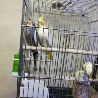 عروس هلندی مولد